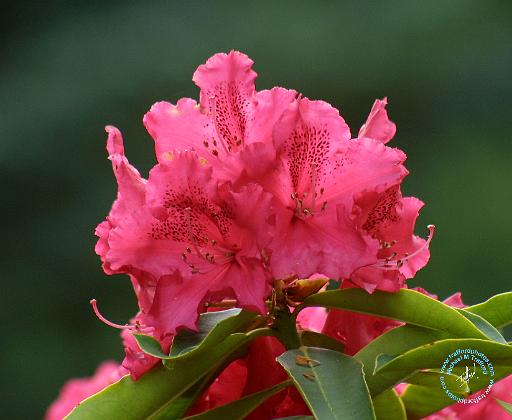 Rhododendron 9M14D-02.JPG